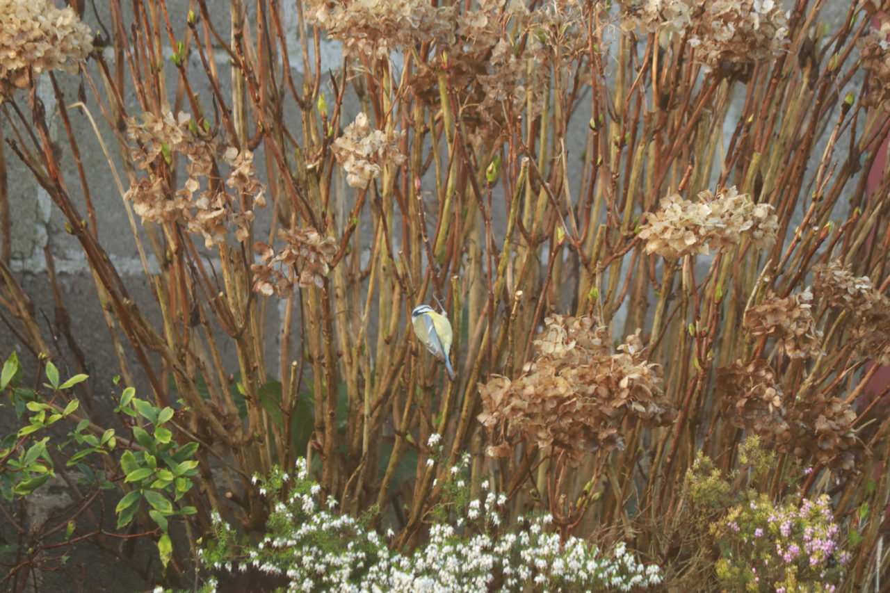 Mésange bleue 